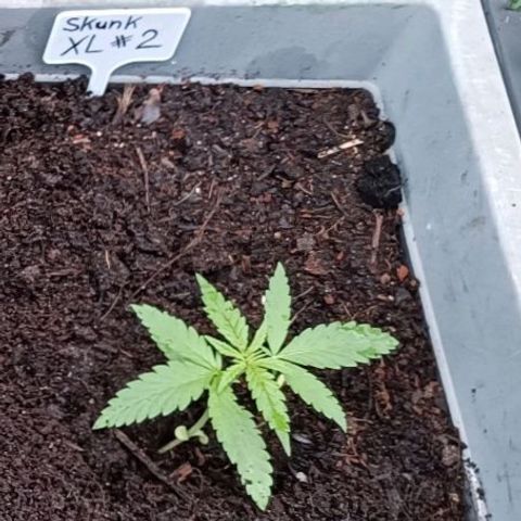 Skunk XL #2 growlog timeline photo