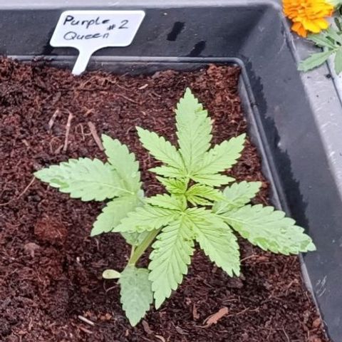 Purple Queen #2 growlog timeline photo