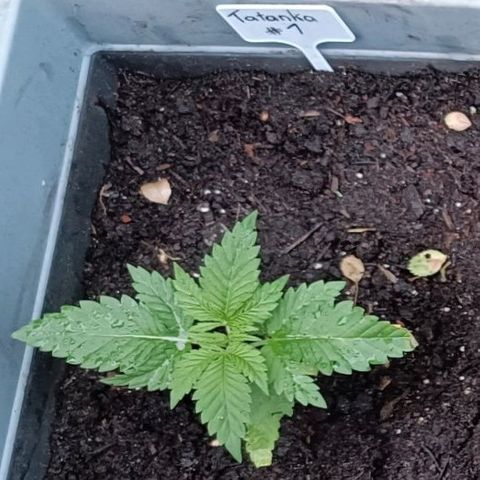 Tatanka Pure CBD #1 growlog timeline photo