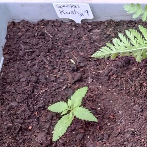 Special Kush #1 growlog timeline photo