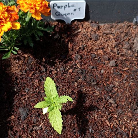 RQS Purple Queen growlog photo: Thinking about cutting her, waste of time