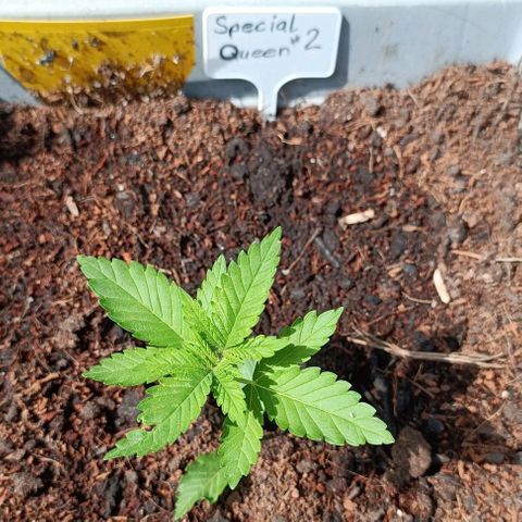 Special Queen #2 growlog timeline photo