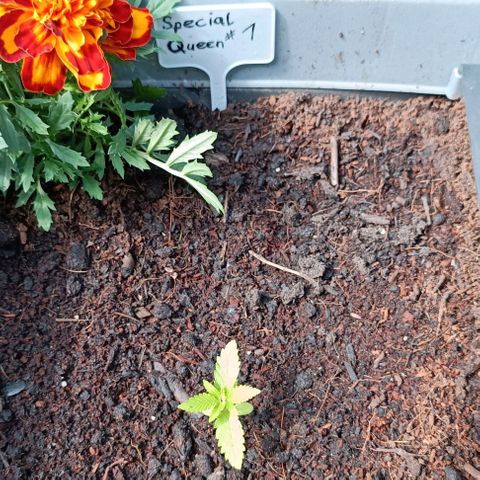 Special Queen #1 growlog photo: Absolutely sucks,gonna trade her for a Critical