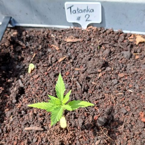Tatanka Pure CBD #2 growlog photo: Could perform better