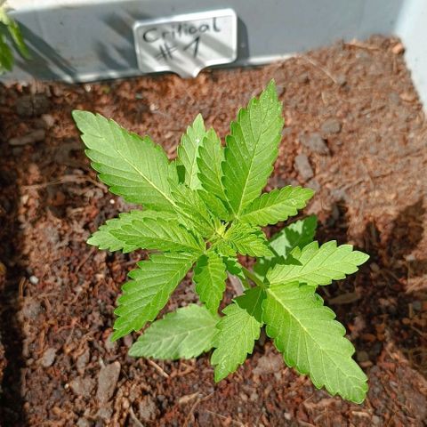 Critical #1 growlog photo: Best performing right now