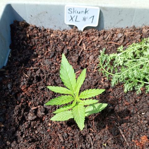 Skunk XL #1 growlog timeline photo