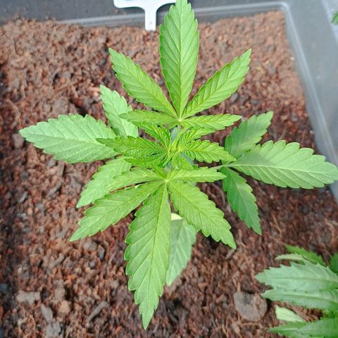 Purple Queen #2 growlog photo: Abolutly Beauty!