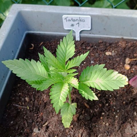 Tatanka Pure CBD #1 growlog timeline photo