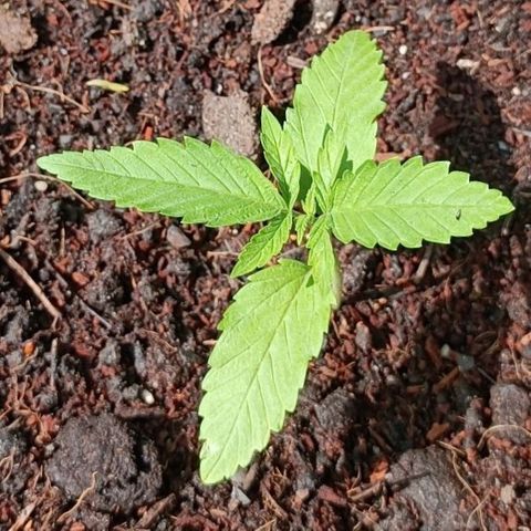 Special Kush #1 growlog timeline photo
