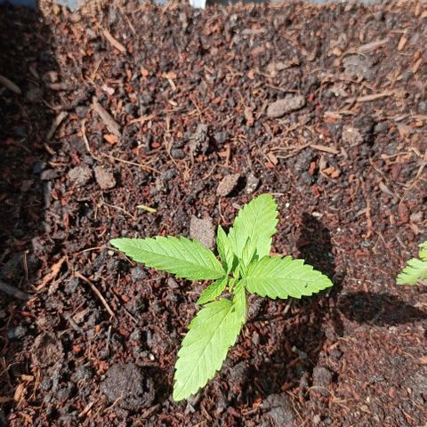 Special Kush #1 growlog timeline photo