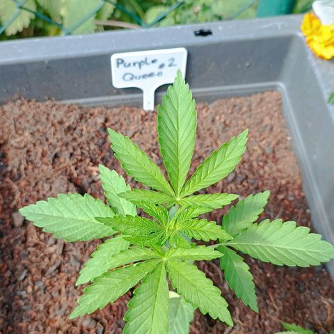 Purple Queen #2 growlog timeline photo