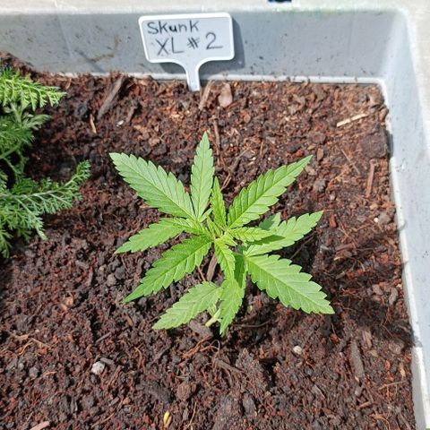 Skunk XL #2 growlog timeline photo