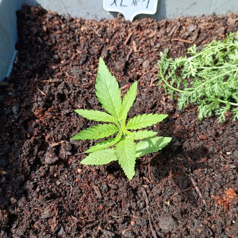 Skunk XL #1 growlog timeline photo