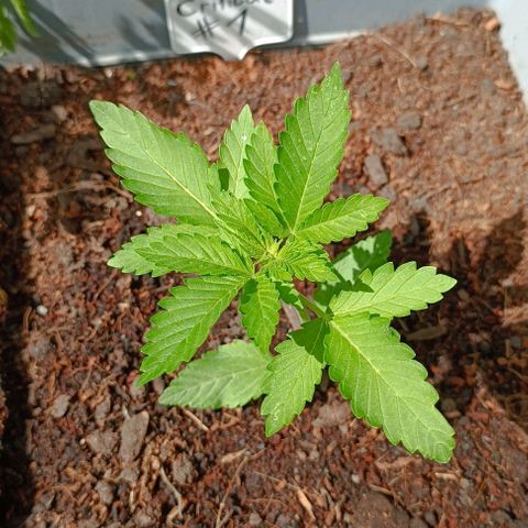 Critical #1 growlog timeline photo