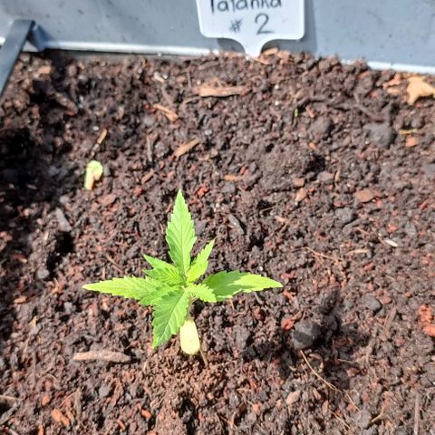 Tatanka Pure CBD #2 growlog timeline photo