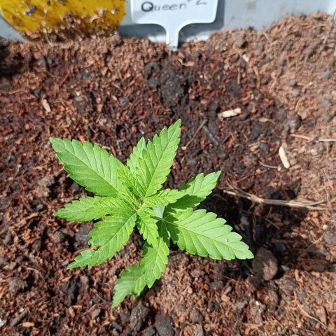 Special Queen #2 growlog timeline photo