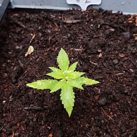 Tatanka Pure CBD #2 growlog timeline photo