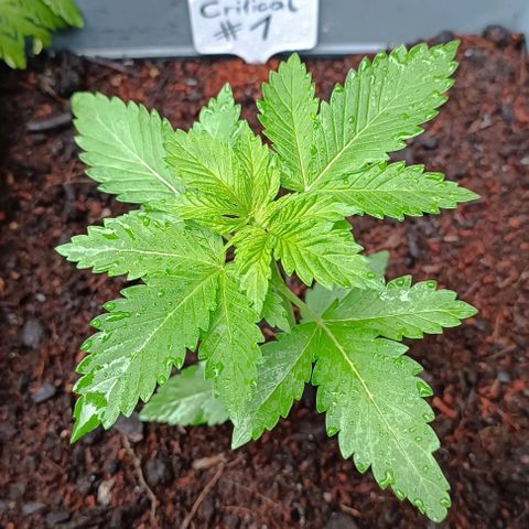 Critical #1 growlog timeline photo