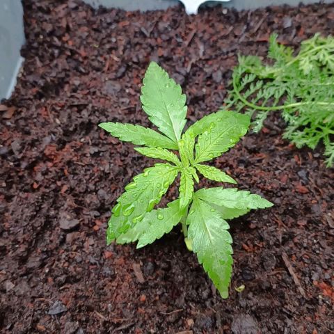 Skunk XL #1 growlog timeline photo
