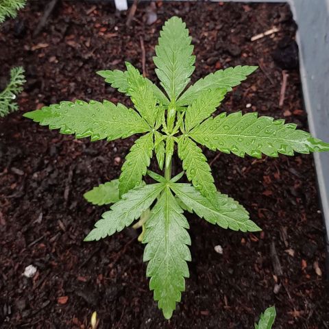 Skunk XL #2 growlog timeline photo