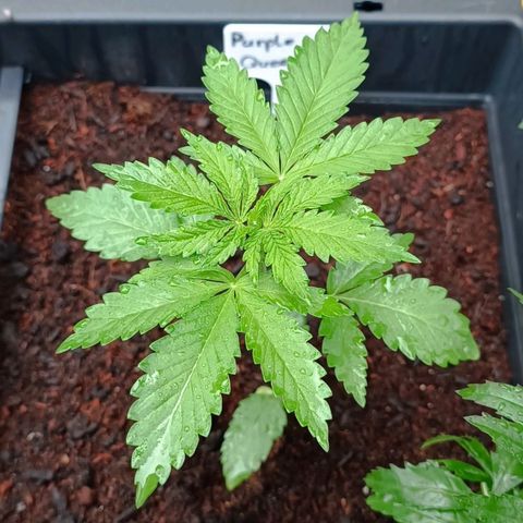 Purple Queen #2 growlog timeline photo