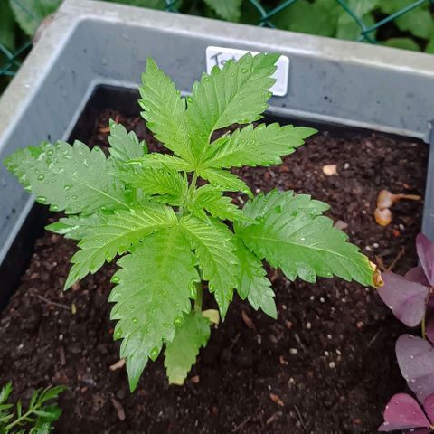 Tatanka Pure CBD #1 growlog timeline photo