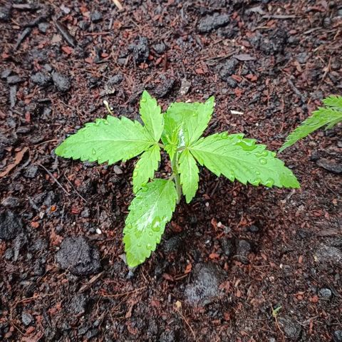 Special Kush #1 growlog timeline photo