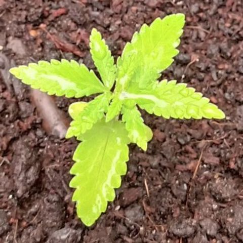 Special Queen #1 growlog timeline photo