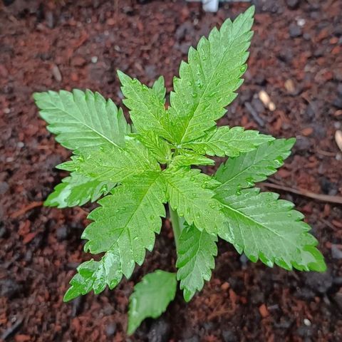 Special Queen #2 growlog timeline photo
