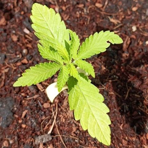 RQS Purple Queen growlog timeline photo