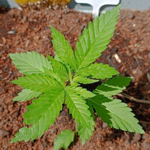 Special Queen #2 growlog timeline photo