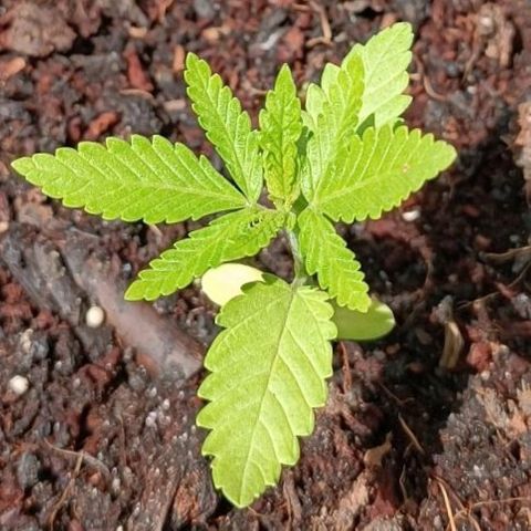 Special Queen #1 growlog timeline photo