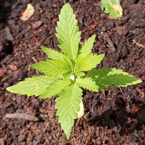 Tatanka Pure CBD #2 growlog timeline photo