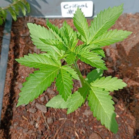 Critical #1 growlog timeline photo