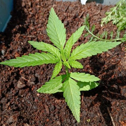 Skunk XL #1 growlog timeline photo