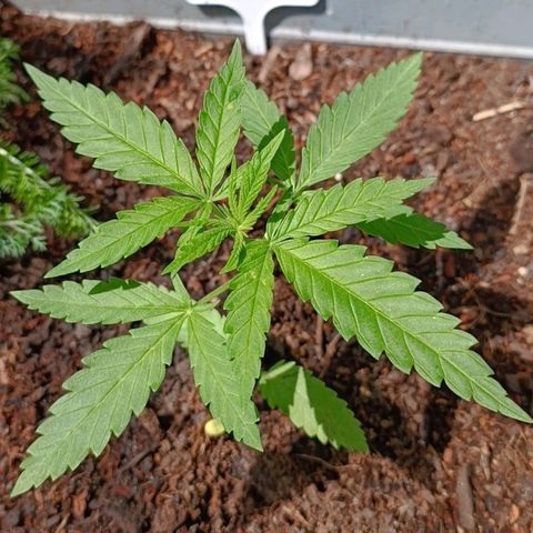 Skunk XL #2 growlog timeline photo