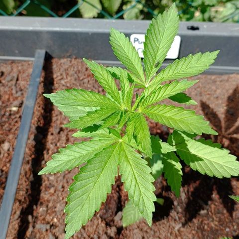 Purple Queen #2 growlog timeline photo