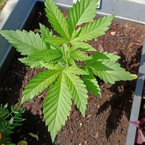 Tatanka Pure CBD #1 growlog timeline photo