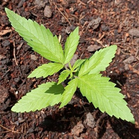 Special Kush #1 growlog timeline photo