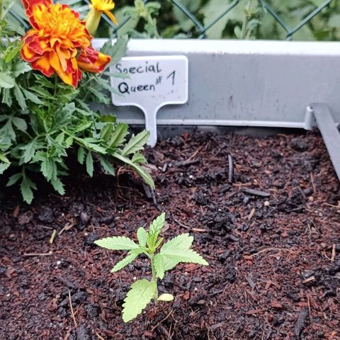 Special Queen #1 growlog timeline photo