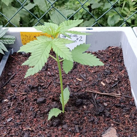 Special Queen #2 growlog timeline photo