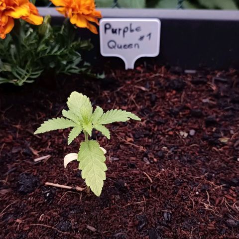 RQS Purple Queen growlog timeline photo