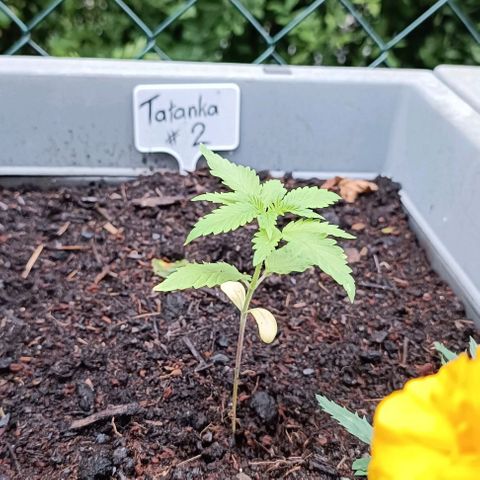 Tatanka Pure CBD #2 growlog timeline photo