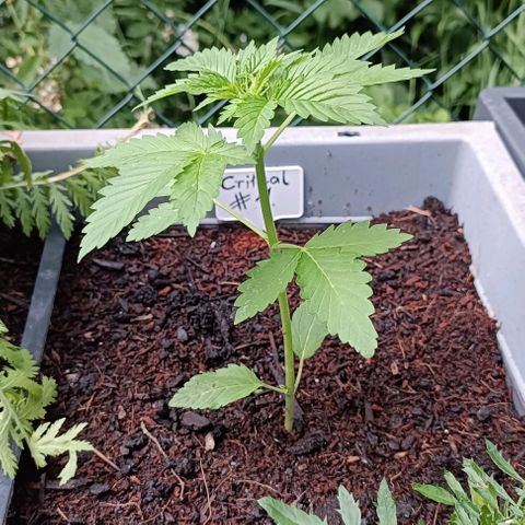Critical #1 growlog timeline photo