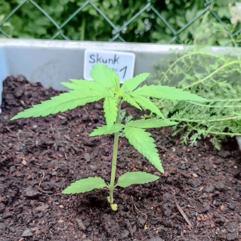 Skunk XL #1 growlog timeline photo