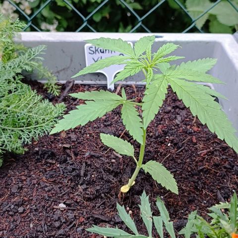 Skunk XL #2 growlog timeline photo