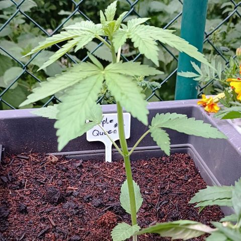 Purple Queen #2 growlog timeline photo
