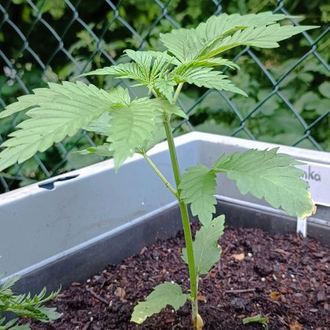 Tatanka Pure CBD #1 growlog timeline photo