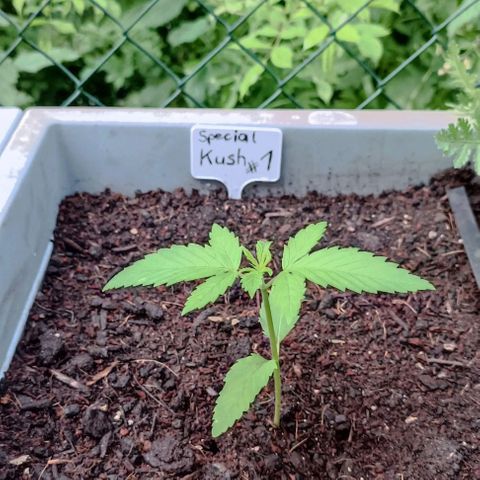 Special Kush #1 growlog timeline photo
