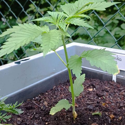 Tatanka Pure CBD #1 growlog timeline photo